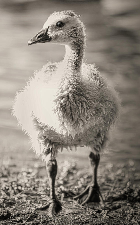 Gosling Photograph by Sally Bauer