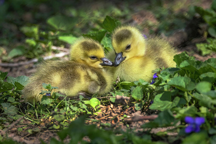 Gosling Twins Photograph by Ray Congrove
