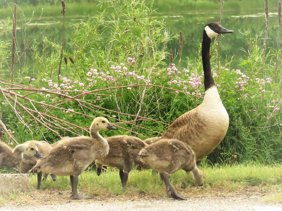 Goslings Growing Up  Photograph by Lori Frisch