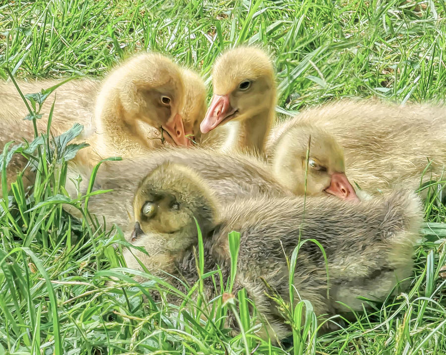 Goslings in a Grassy Field Photograph by Susan Hope Finley