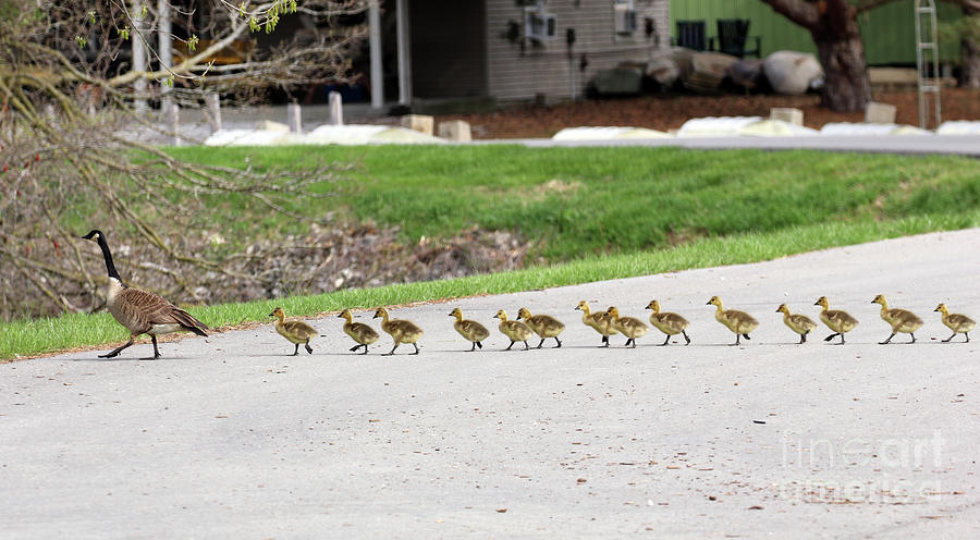 Goslings in a Row 1816 Photograph by Jack Schultz