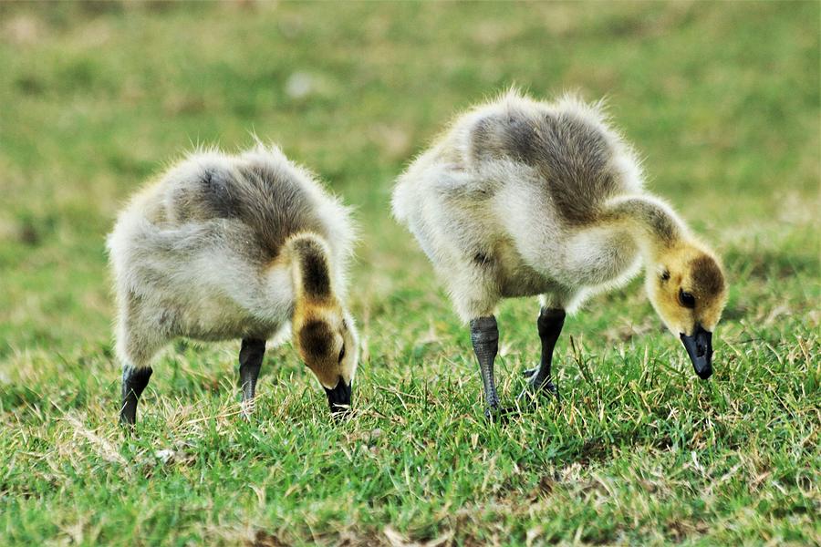 Goslings in Grass Photograph by Sheila Brown