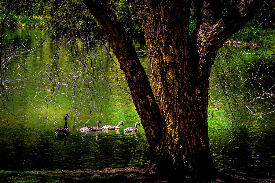 Goslings on the Pond Photograph by David Patterson