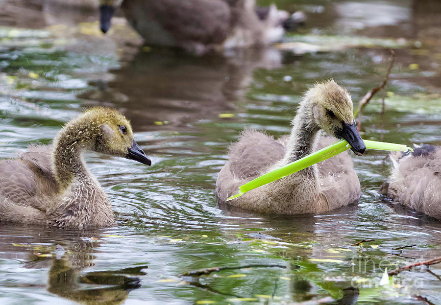Goslings on the Pond Photograph by Shirley Dutchkowski
