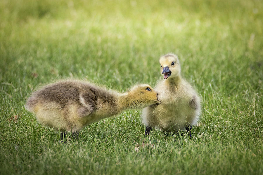 Goslings - Ouch Photograph by Patti Deters