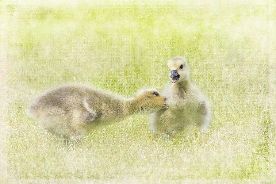 Goslings - Ouch Texture Photograph by Patti Deters