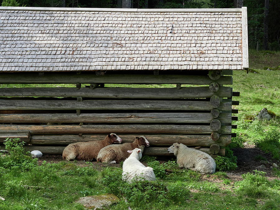 Gossip time. Kovero farm Photograph by Jouko Lehto