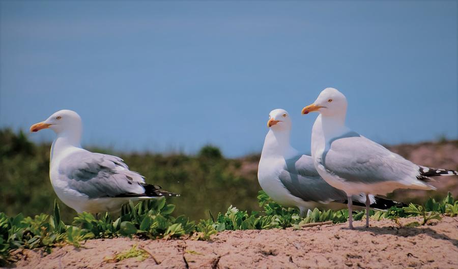 Gossiping Gulls Photograph by Christina McGoran