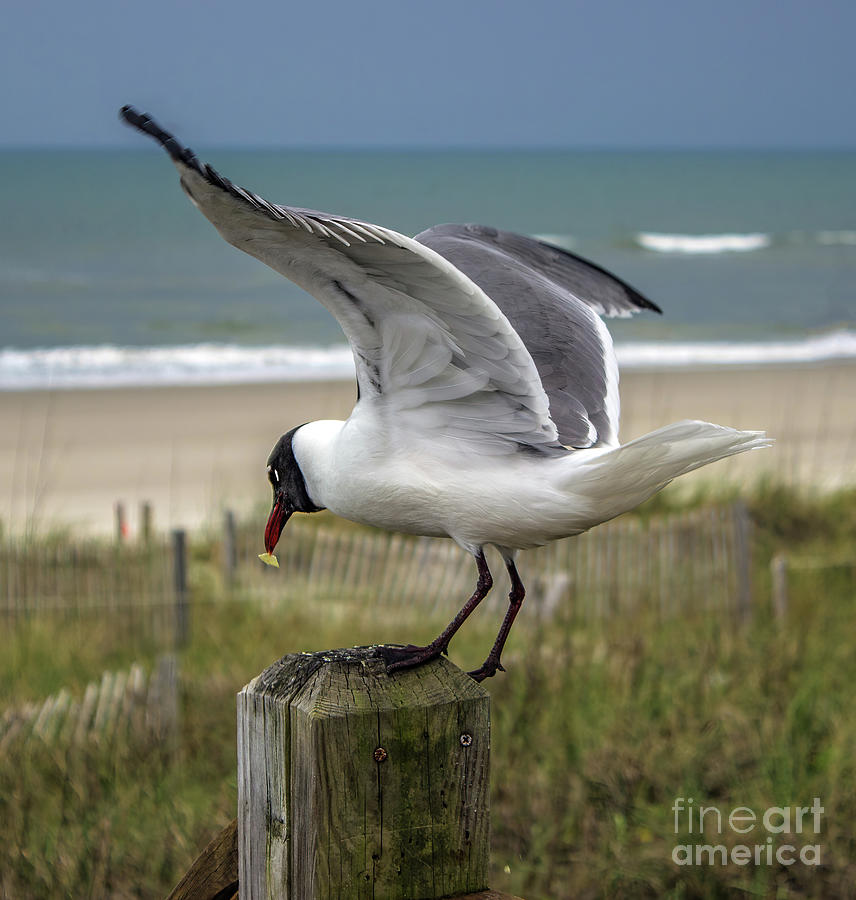 Got It Sea Bird Photograph by Roberta Byram
