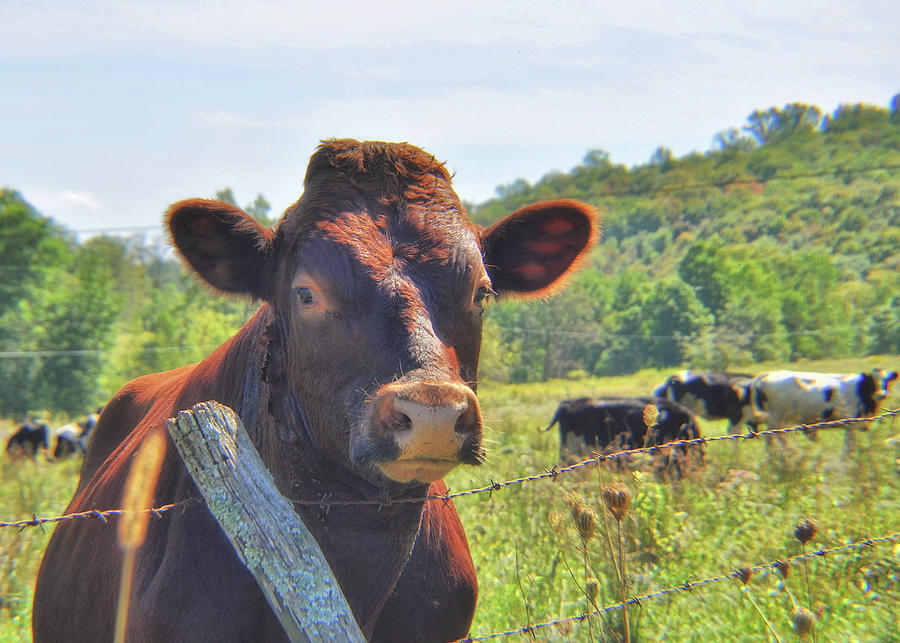 Cow Photograph - Got Milk by Jamart Photography