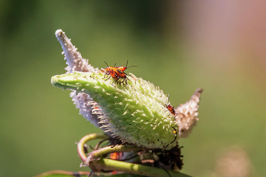 Milkweed Bug-1 Photograph by John Kirkland