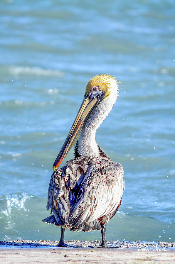 Pelican Photograph - Got My Eye on You by Debra Martz