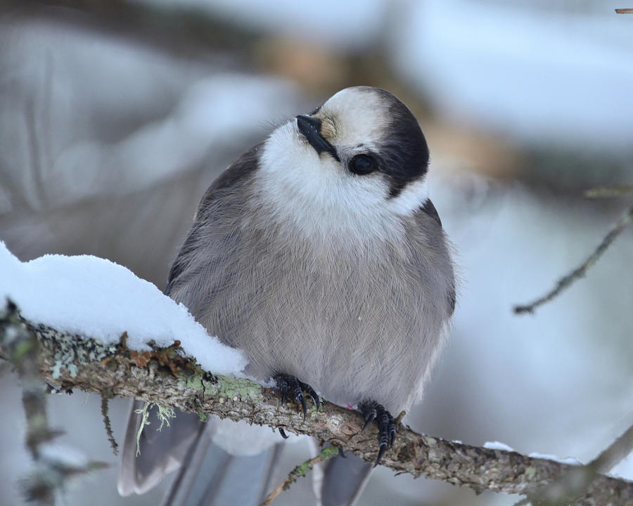 Got My Eye On You- Gray or Canada Jay Photograph by David Porteus