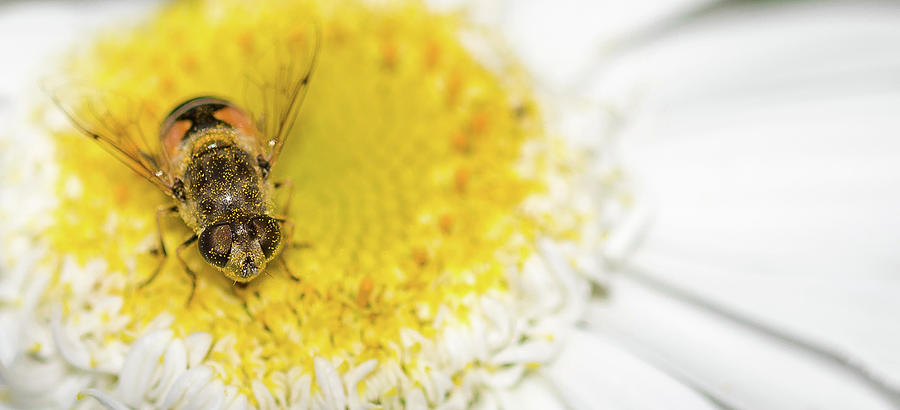 Got Pollen Photograph by Rebecca Cozart