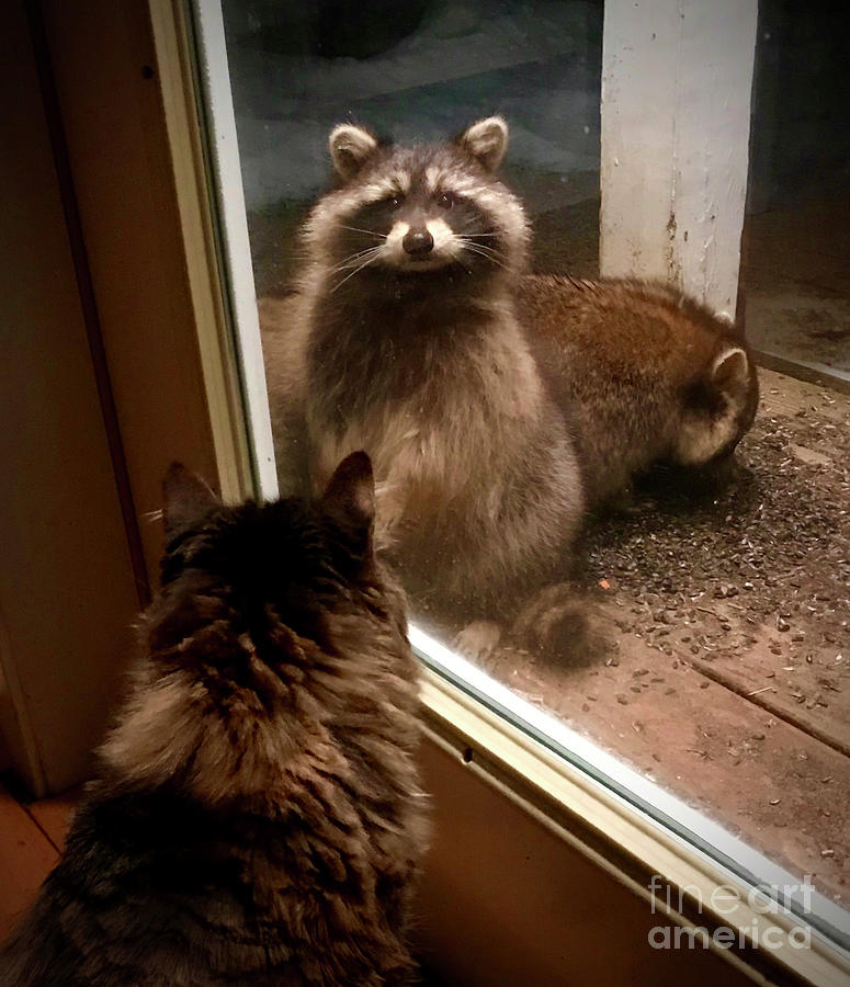 Got Snacks? Cat and Raccoons. The Victory Garden Collection. Photograph by Amy E Fraser