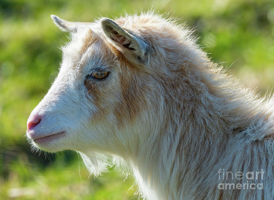 Got Your Goat Photograph by Nick Boren