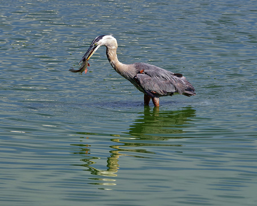 Gotcha - Great Blue Heron catches a fish for breakfast Photograph by Peter Herman Gotcha - Great Blue Heron catches a fish for breakfast Photograph by Peter Herman