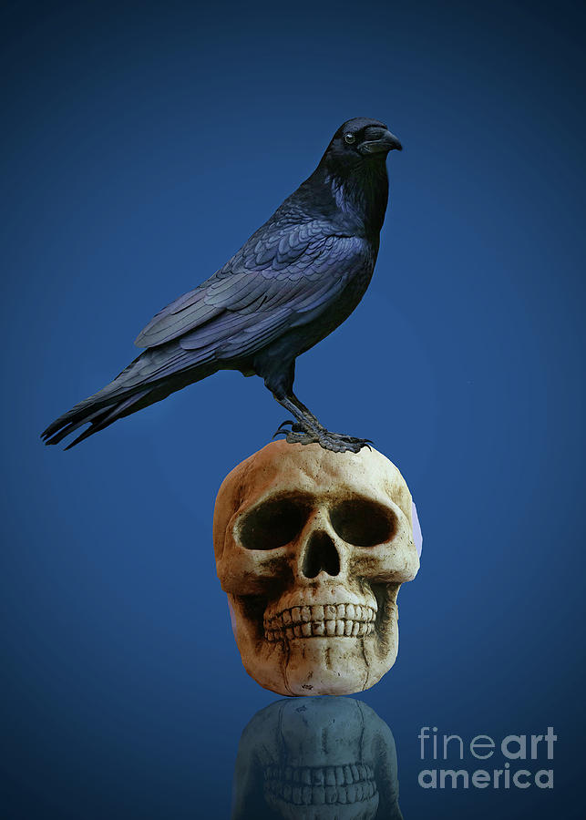 Gothic Cool Raven and Skull Halloween with Blue Background Photograph by Stephanie Laird