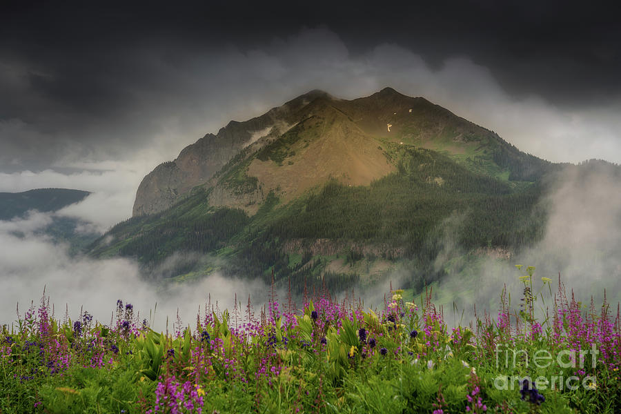 Gothic Mountain with Wildflowers in the Limelight Photograph by Priscilla Burgers