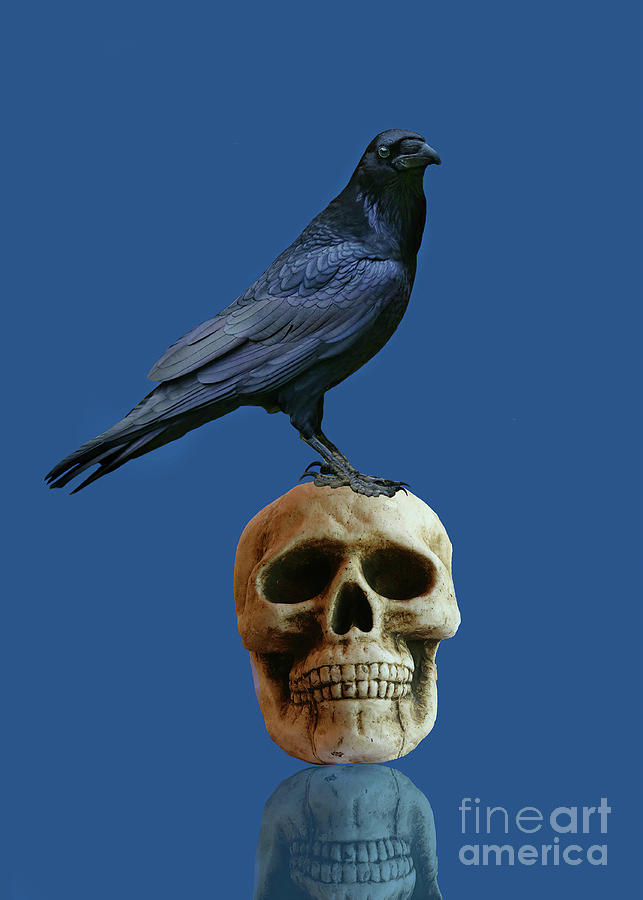 Gothic Raven and Skull on Shiny Table Photograph by Stephanie Laird