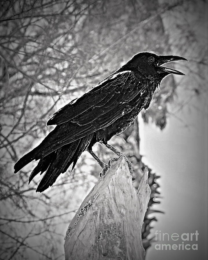 Gothic Raven Photograph by Tru Waters