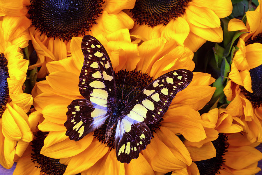 Gothic Yellow And Black Butterfly Photograph by Garry Gay - Fine Art ...