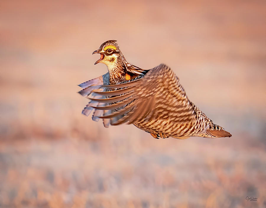 Gotta fight that other Prairie Chicken Photograph by Judi Dressler