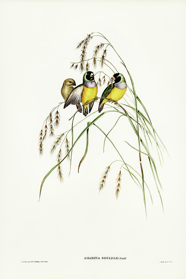 John Gould Drawing - Gouldian Finch, Amadina Gouldiae by John Gould