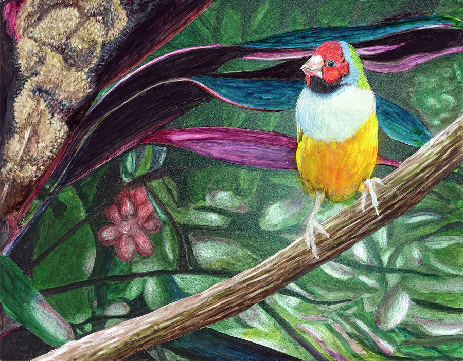 Gouldian Finch Painting by Carol Hanna | Fine Art America