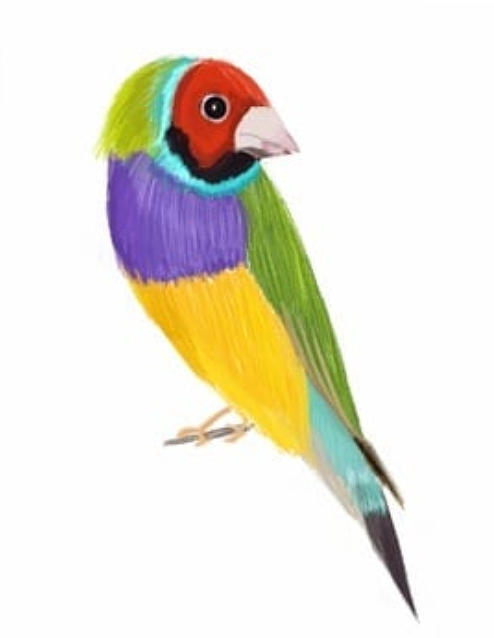 Bird Drawing - Gouldian Finch by Watcharee Suebkhajorn