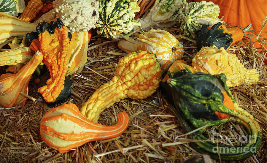 Fall Photograph - Gourd Harvest by D Lee