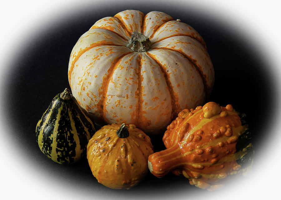 Gourds And Pumpkin Vignette Photograph