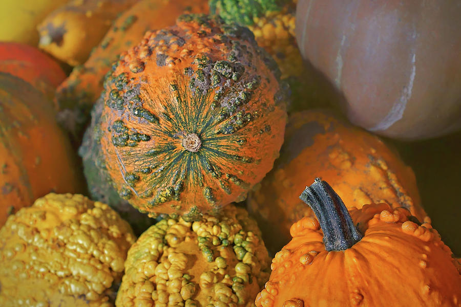 Gourds and Squashes - Fall Photograph by Nikolyn McDonald