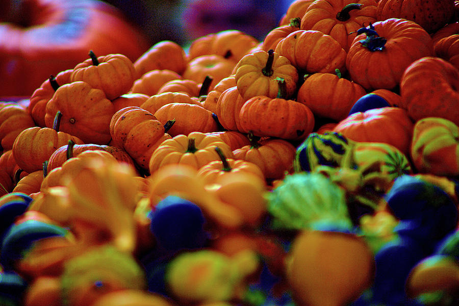 Gourds And Tiny Pumpkins Photograph