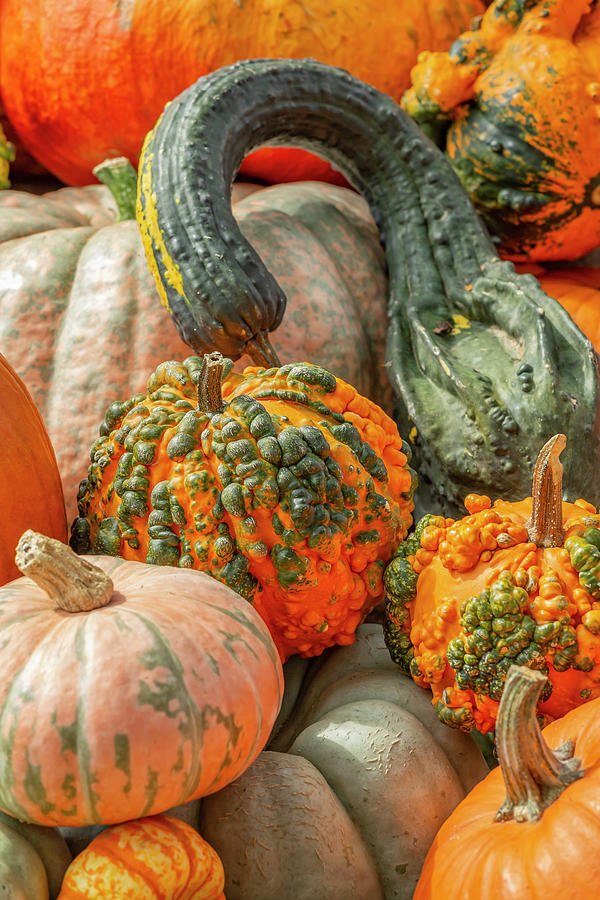 Gourds  Photograph by Cate Franklyn