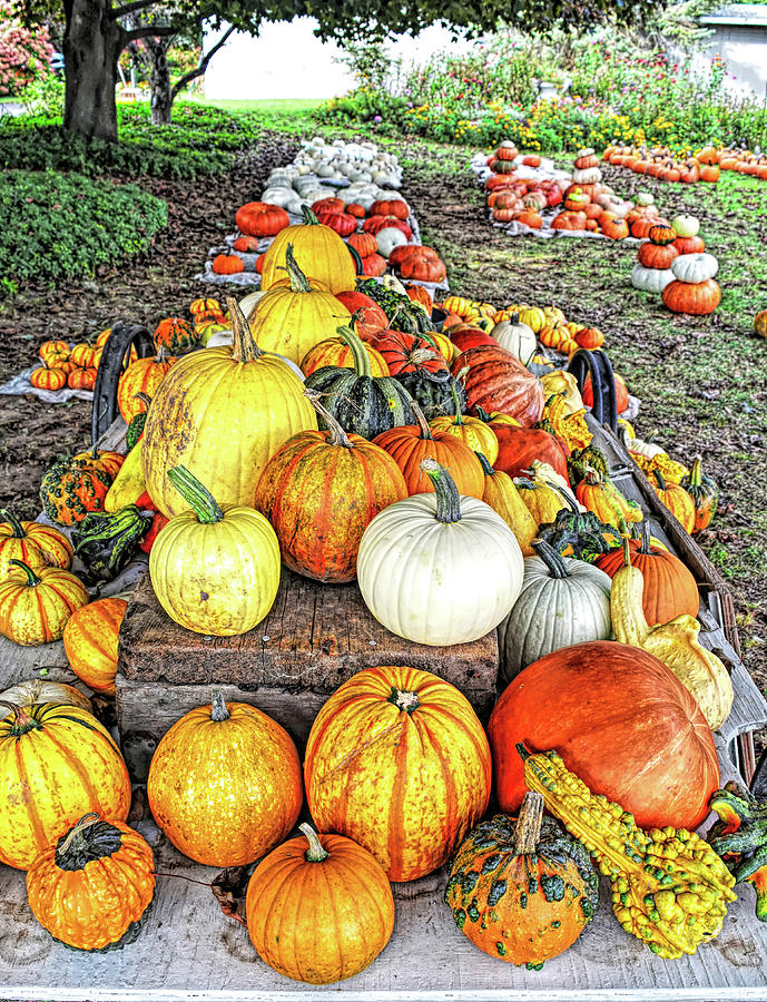Gourds Galore Photograph by Aimee L Maher ALM GALLERY