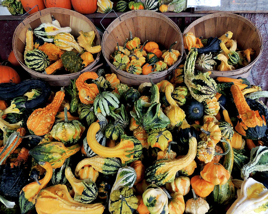Gourds Galore Photograph by Nancy Griswold