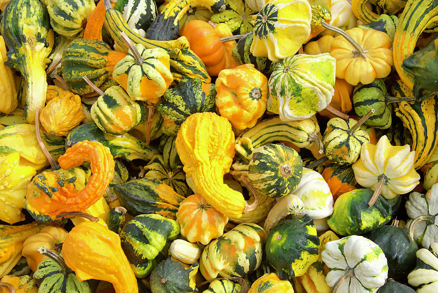 Gourds Galore Photograph By Sheila Fitzgerald - Fine Art America