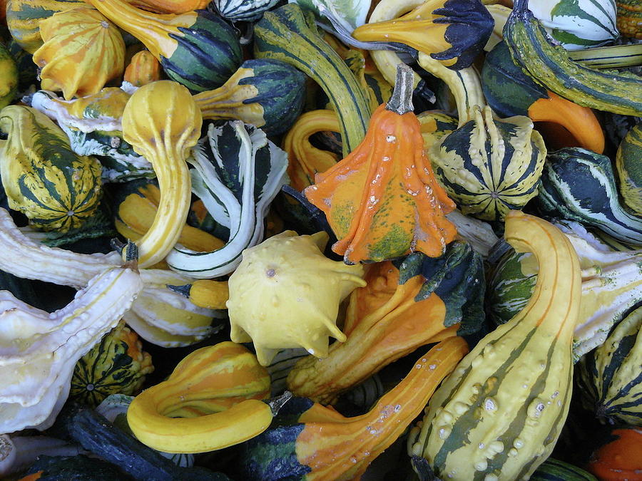 Gourds Photograph by Lisa Poulos Williams - Fine Art America