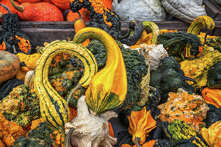 Gourds Of All Shapes And Colors Photograph by Elvira Peretsman