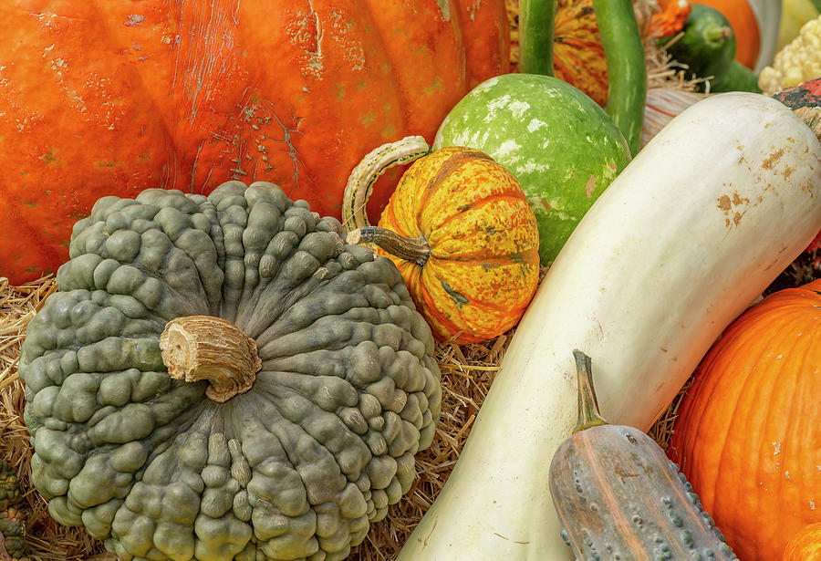 Gourds, Squash and Pumpkins Photograph by Cate Franklyn