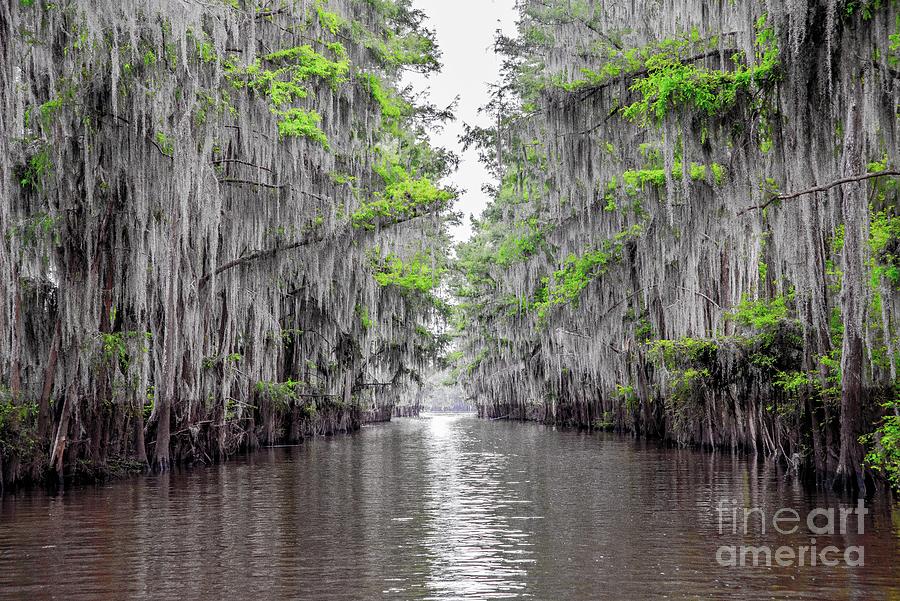 Government Ditch - Caddo Lake Photograph by Michael Tidwell