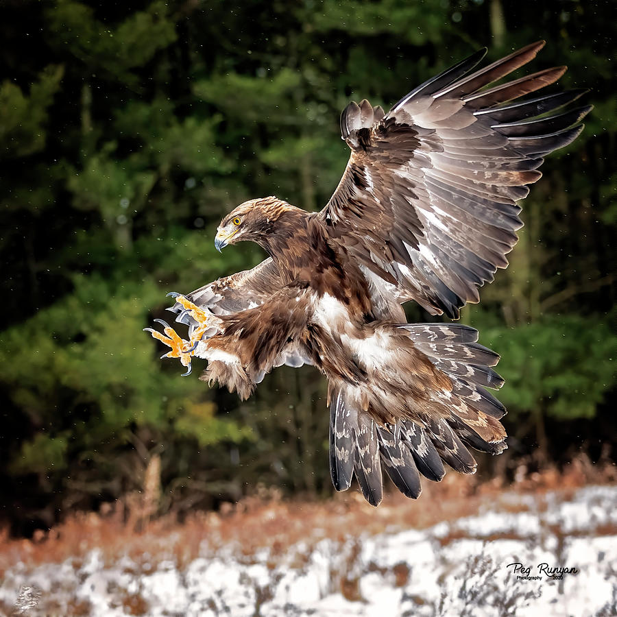 Golden Eagle Photograph by Peg Runyan