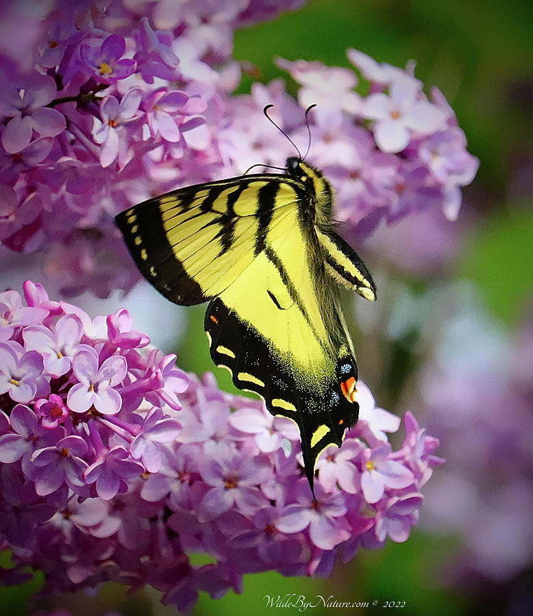 Grace Photograph by David Wilde - Fine Art America