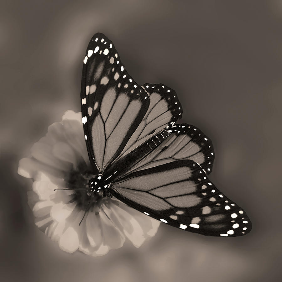 Butterfly Photograph - Grace by Don Spenner