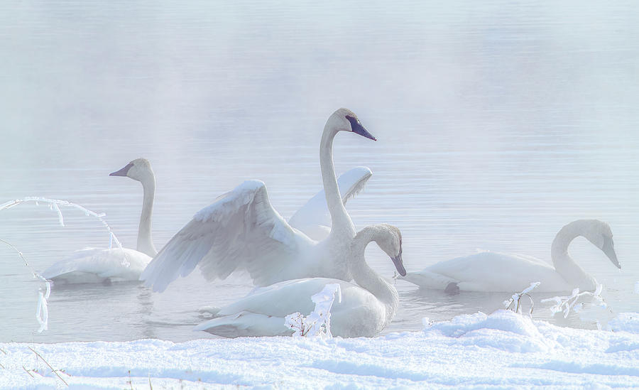 Grace Ethereal, Swans at Kelly Warm Spring Photograph by Marcy Wielfaert