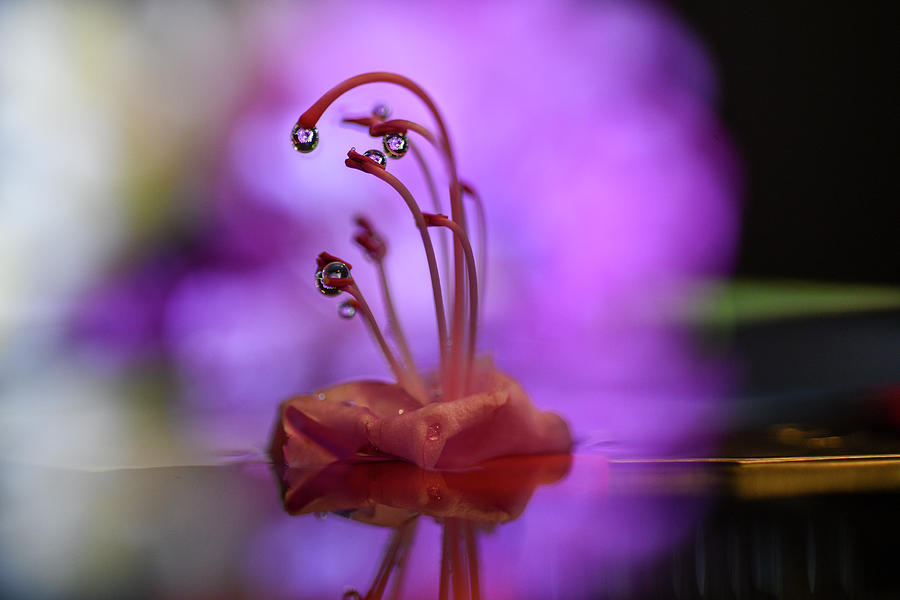 Grace full stem with water drops Photograph by Dan Friend