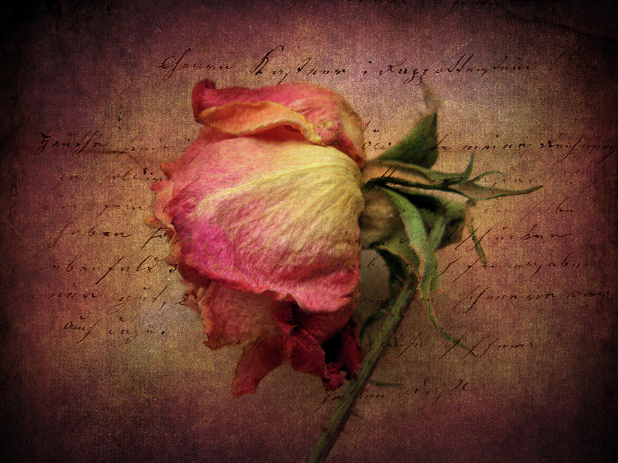 Rose Photograph - Grace by Jessica Jenney