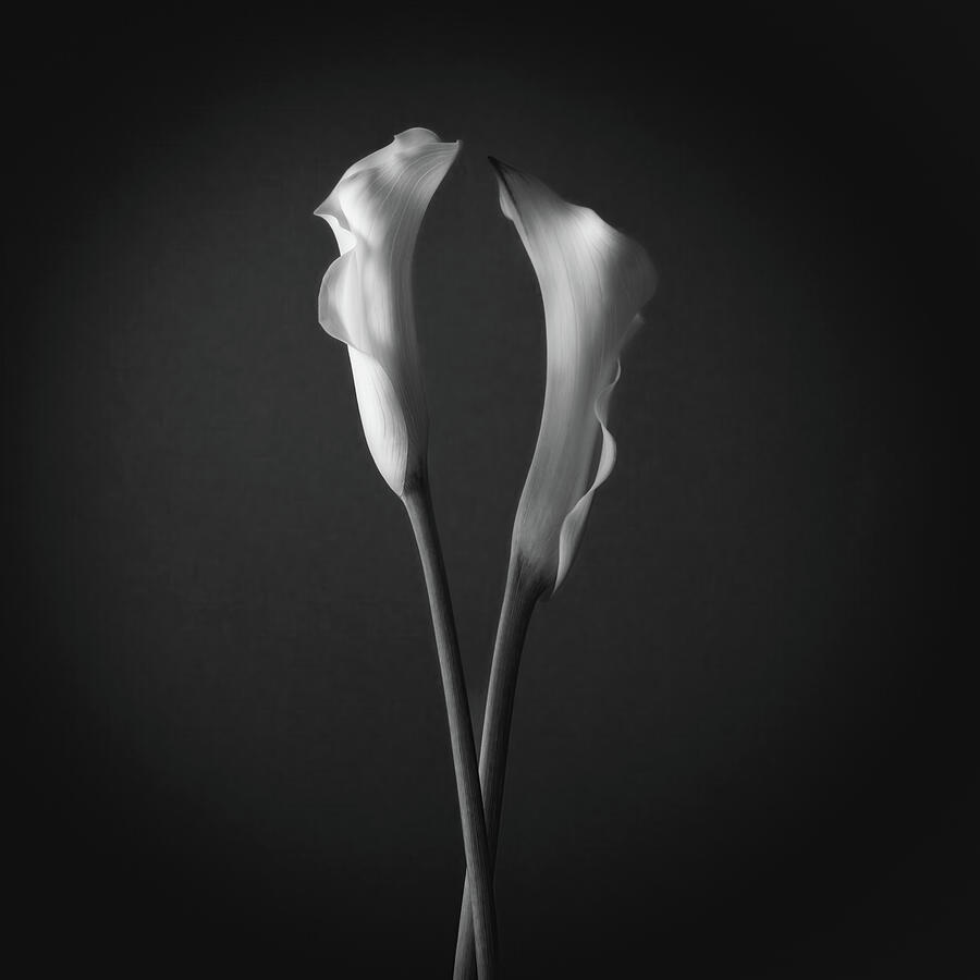 Grace of a Calla Lily 3 Photograph by Dodie Ross Grace of a Calla Lily 3 Photograph by Dodie Ross