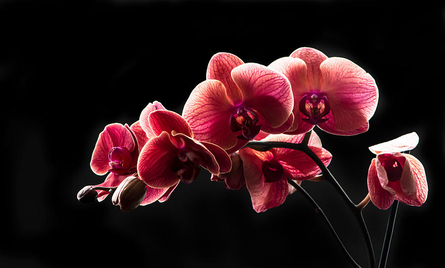 Grace of the Orchid Photograph by Maggie Terlecki